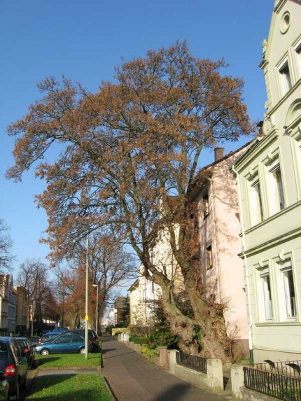 Bild 2 von Feldahorn am Tegelweg